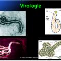 Filoviridae - virus Ebola 3