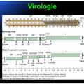 Filoviridae - virus Ebola 4