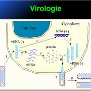 Filoviridae - virus Ebola 5