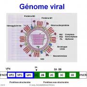 Génétique virale 1