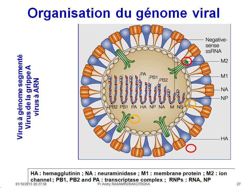 Génétique virale 3