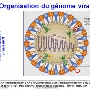 Génétique virale 3