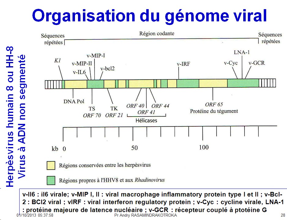 Génétique virale 4