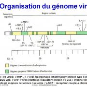 Génétique virale 4