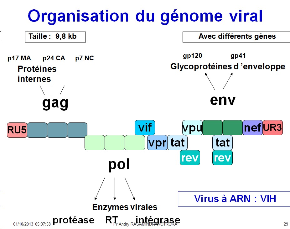 Génétique virale 5