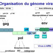 Génétique virale 5