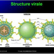 Images électionnées Reoviridae - Rotavirus3