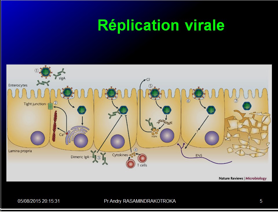 Images électionnées Reoviridae - Rotavirus5