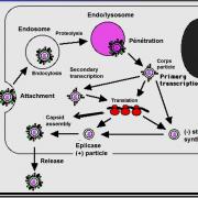 Images électionnées Reoviridae - Rotavirus6