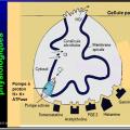 Images sélectionnées Antiulcéreux gastroduodénaux7