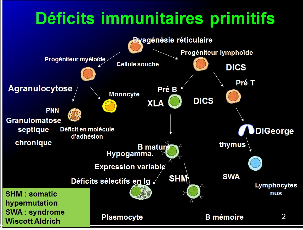 Images sélectionnées déficits immunitaires2