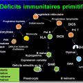 Images sélectionnées déficits immunitaires2