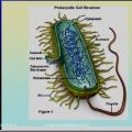 Images sélectionnées immunité antibactérienne et antivirale2