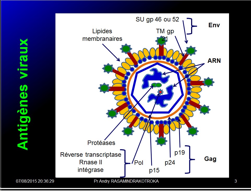 Images sélectionnées immunité antibactérienne et antivirale3