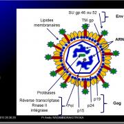 Images sélectionnées immunité antibactérienne et antivirale3