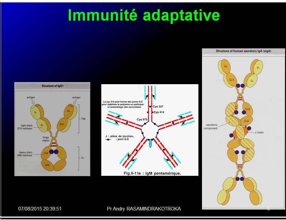 Images sélectionnées immunité antibactérienne et antivirale5
