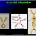 Images sélectionnées immunité antibactérienne et antivirale5