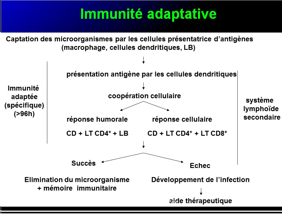 Images sélectionnées immunité antibactérienne et antivirale7
