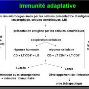Images sélectionnées immunité antibactérienne et antivirale7