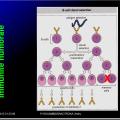 Images sélectionnées immunité antiparasitaire12