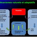 Images sélectionnées immunité antiparasitaire14