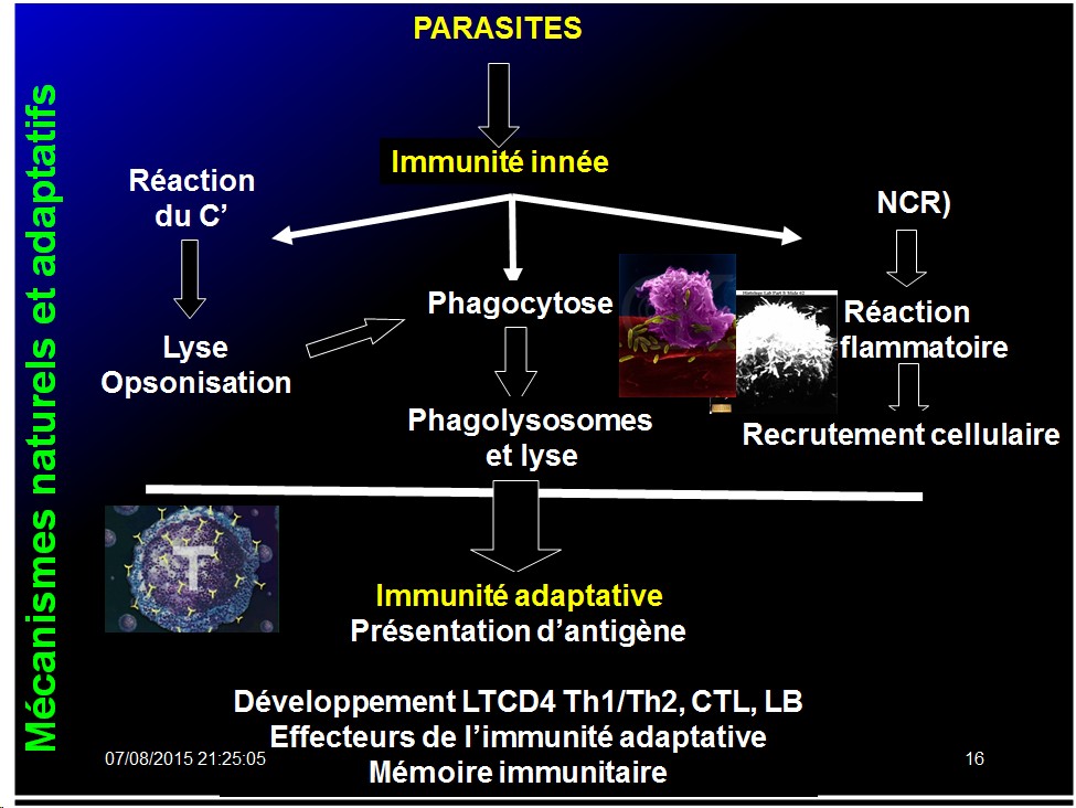Images sélectionnées immunité antiparasitaire15