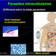 Images sélectionnées immunité antiparasitaire17