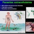 Images sélectionnées immunité antiparasitaire18