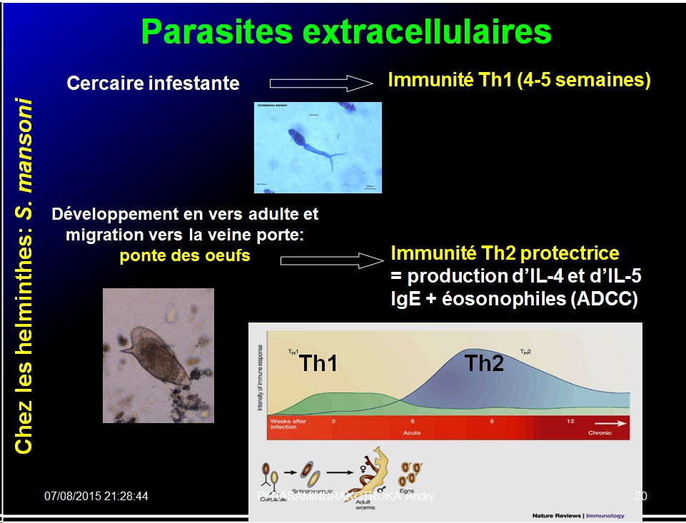 Images sélectionnées immunité antiparasitaire19