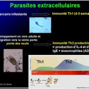 Images sélectionnées immunité antiparasitaire19