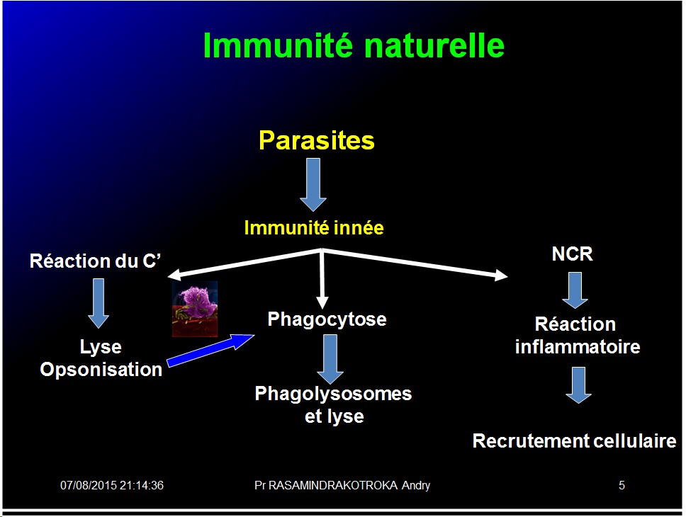 Images sélectionnées immunité antiparasitaire5