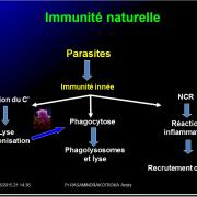 Images sélectionnées immunité antiparasitaire5