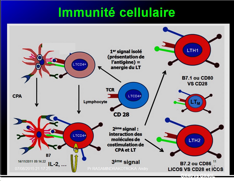 Images sélectionnées immunité antiparasitaire6