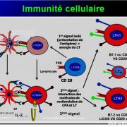 Images sélectionnées immunité antiparasitaire6
