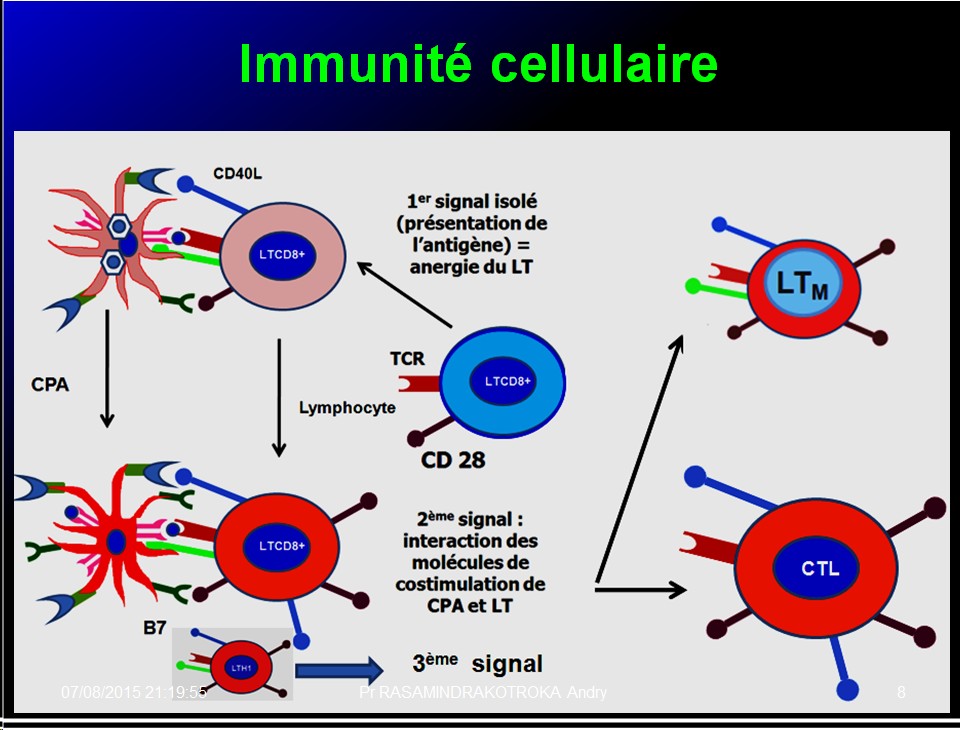 Images sélectionnées immunité antiparasitaire8