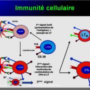 Images sélectionnées immunité antiparasitaire8