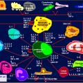 Images sélectionnées immunité antiparasitaire9