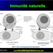 Images sélectionnées immunité antitumorale2