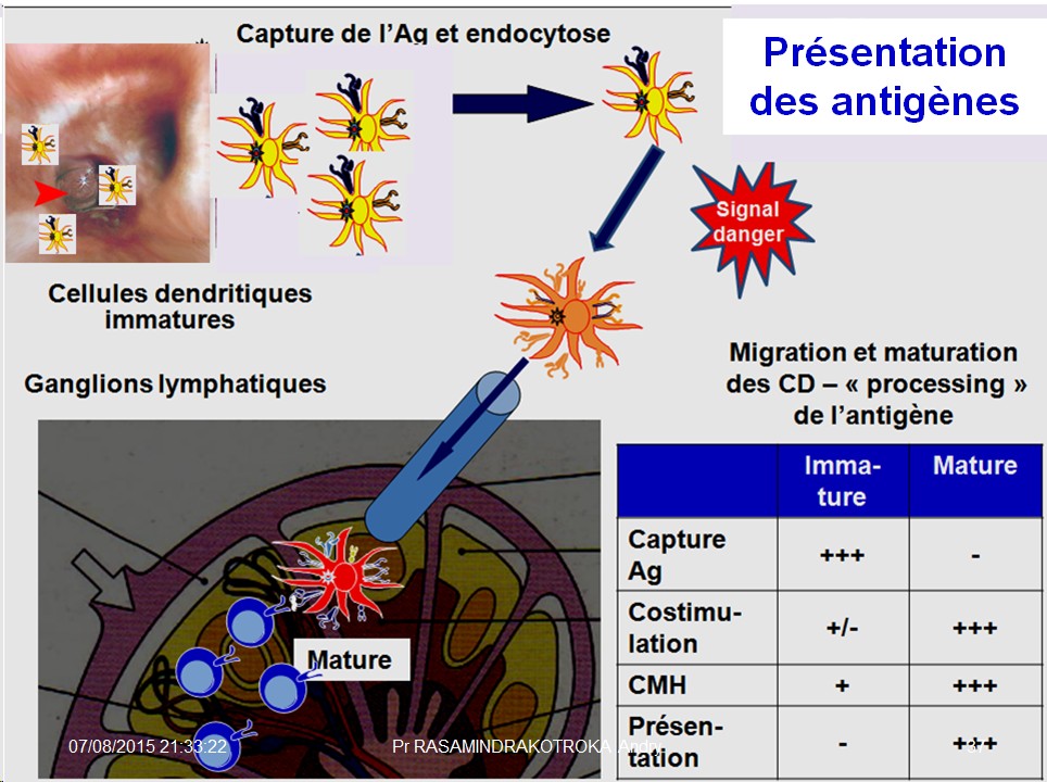 Images sélectionnées immunité antitumorale3