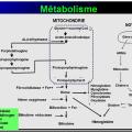 Images sélectionnées médicaments antianémiques10