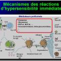 Images sélectionnées réactions d'hypersensibilité2