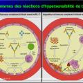Images sélectionnées réactions d'hypersensibilité8