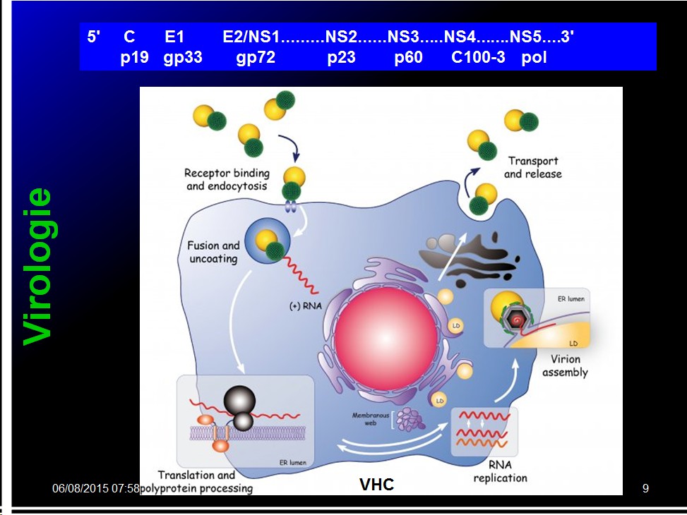 Images sélectionnées virus des hépatites15