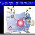 Images sélectionnées virus des hépatites15