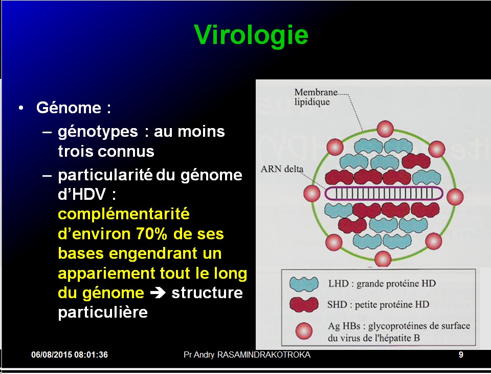 Images sélectionnées virus des hépatites18