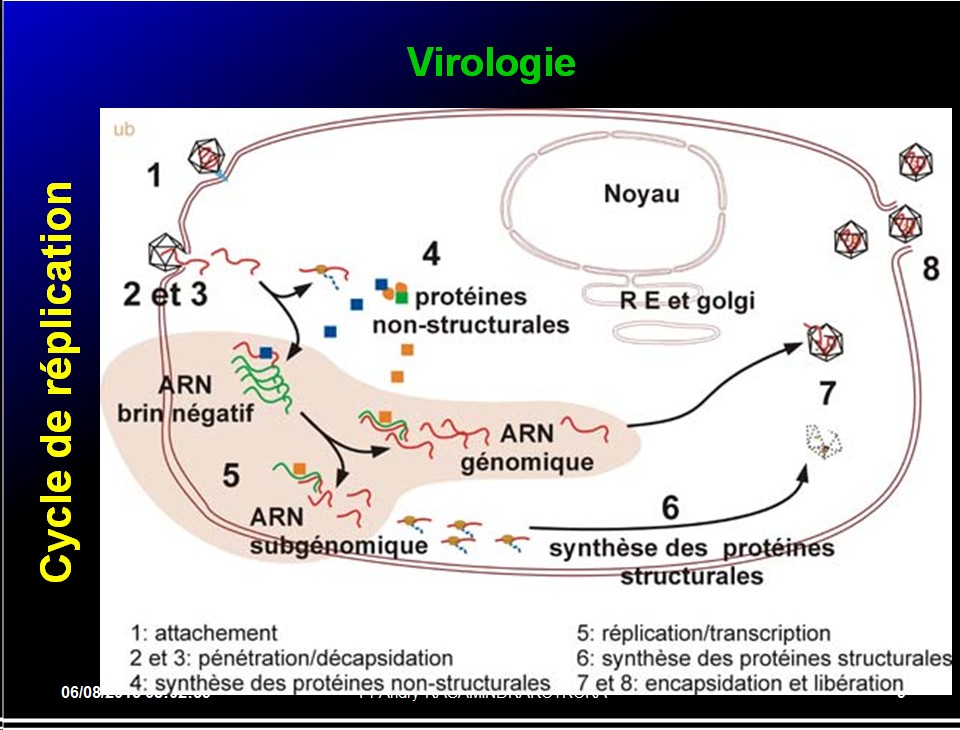 Images sélectionnées virus des hépatites20