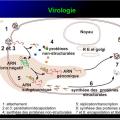 Images sélectionnées virus des hépatites20