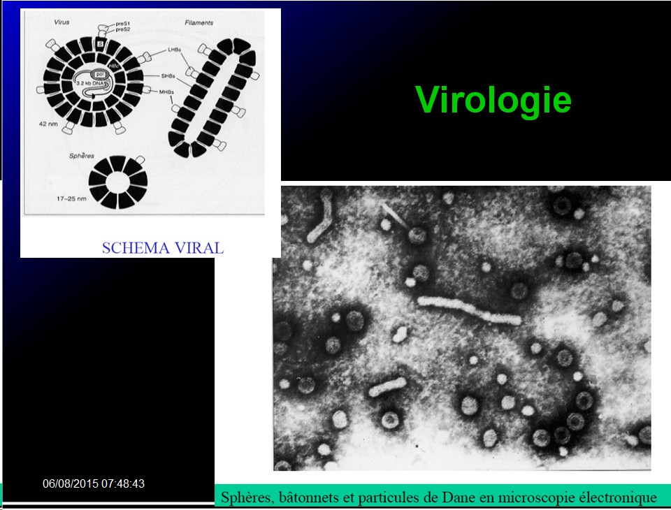 Images sélectionnées virus des hépatites5