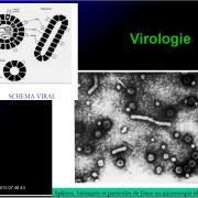 Images sélectionnées virus des hépatites5