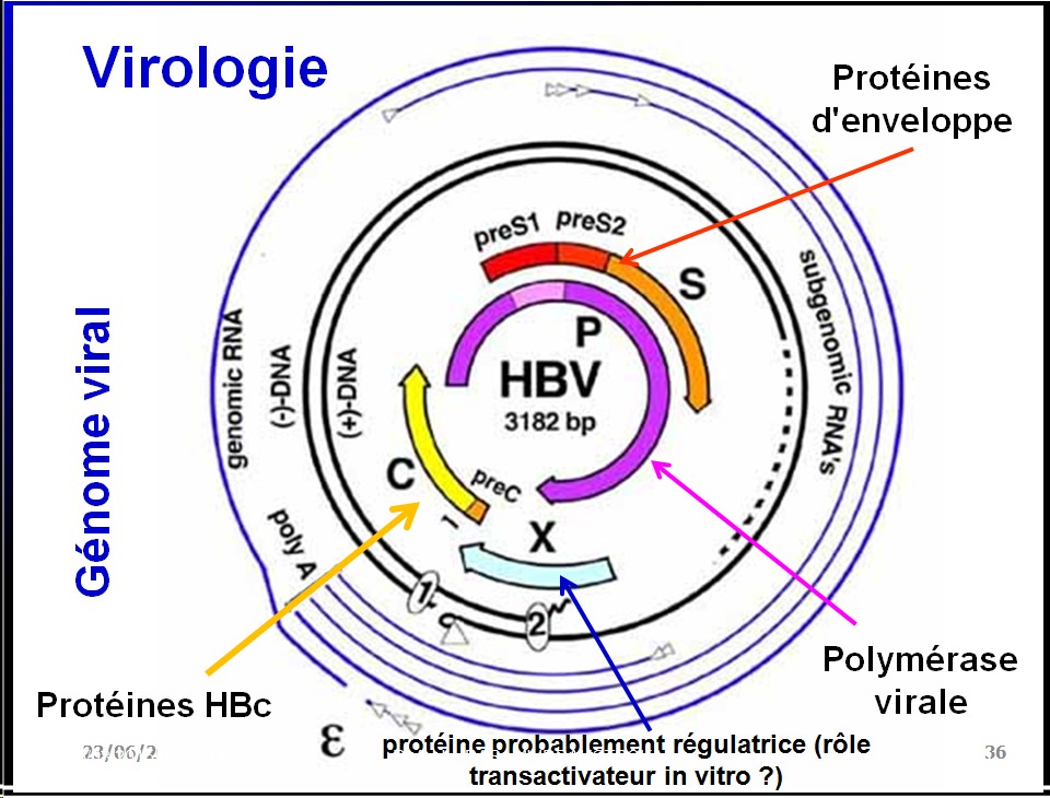 Images sélectionnées virus des hépatites6